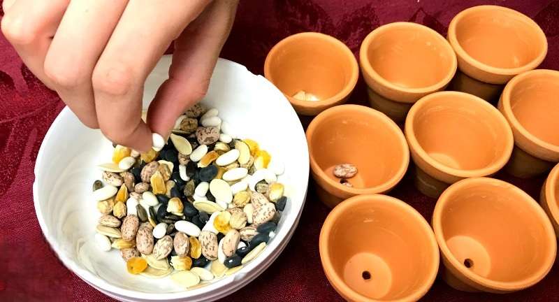 إفرز الحبوب | مدينة الخدام - أفكار وأنشطة مدارس الأحد